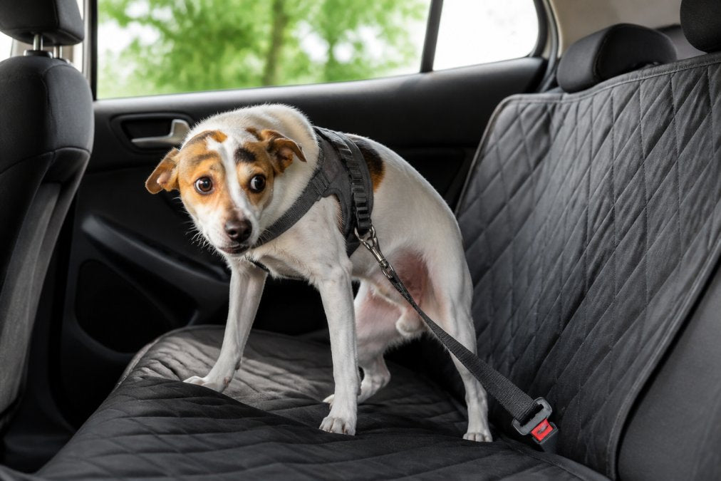 How to Stop Dog Car Anxiety: 7 Steps That Work