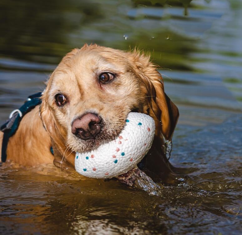 Durable Chew Toy Football for Dogs