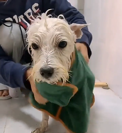 Pet Bathrobe Fast Drying Towel
